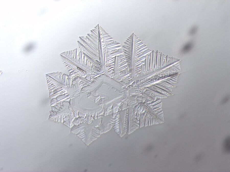 Fig. 7: Tridymite dendrites in typical formation. Glass inclusion, transmitted light bright field + oblique illumination for contrast enhancement, HC PL Fluotar 10x Pol, image width: 1 mm