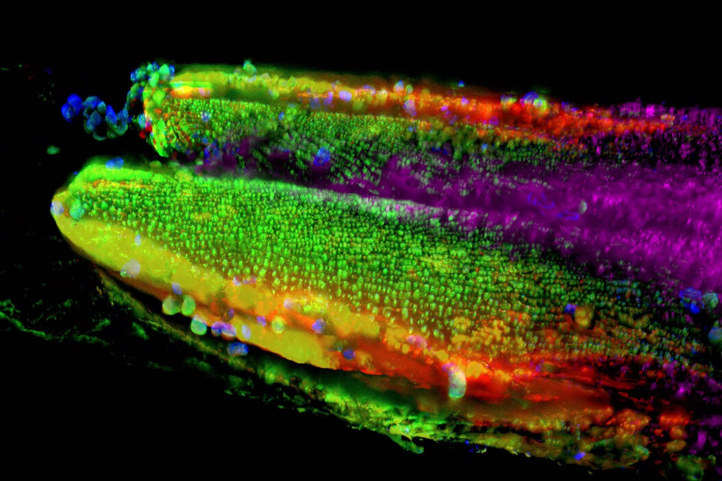 Pollen Flower - Taken with a 20x/0.8 objective, area of 6mm² with a depth of 100μm. 15 stitched tiles with 4 colors (DAPI/GFP/TRITC/Cy5) - a total of 13020 images. Video courtesy of James Marr, Leica Microsystems, USA THUNDER_Imager_Pollen-Flowe.jpg