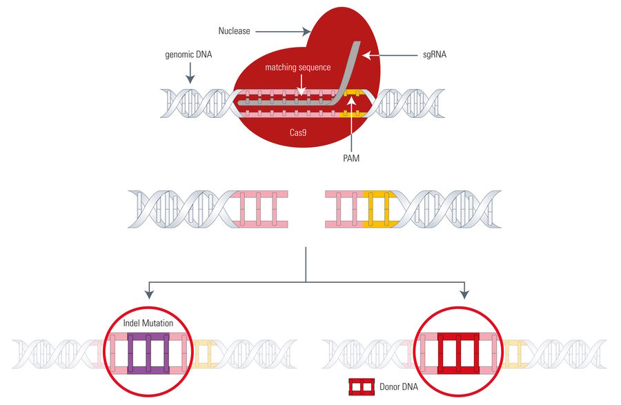 Gene editing with Cas9.