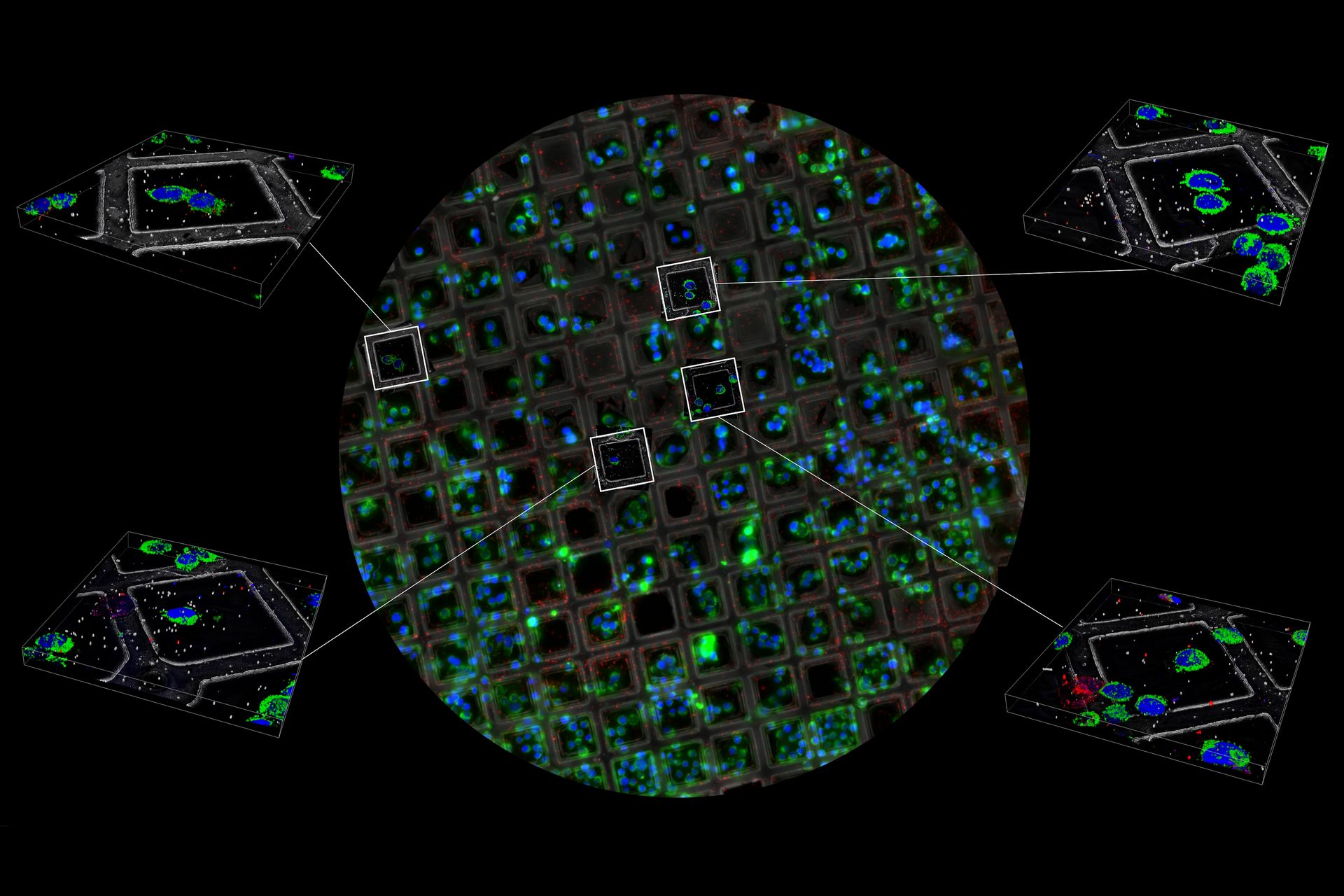 Complete camera overview of EM grid recorded with 3 channels. Inserts displaying the positions, where superresolved 3D confocal images were recorded. 3D renderings of these positions are shown in the zoomed inserts. Fluorescence channels (nuclei by Hoechst, blue; mitochondria by MitoTracker Green, green; lipid Droplets by Bodipy and Crimson Beads, red). Width of a grid square is 90 µm, width of a grid bar is 35 µm. Samples kindly provided by Ievgeniia Zagoriy, Mahamid-Group, EMBL Heidelberg, Germany.