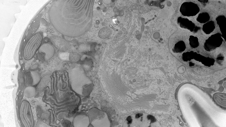 Freeze your sample for a range of applications