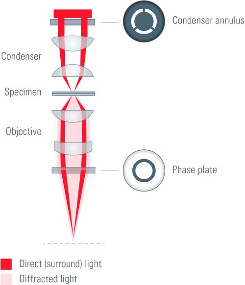 Optical path in a phase contrast microscope.