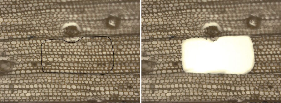 Fig. 4: Pine wood section 200 μm, objective 10x - before and after dissection.