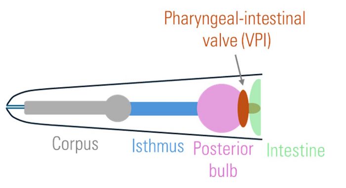 Schematic drawing of a C. elegans apical part.
