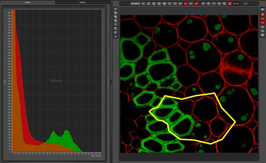 Fig. 8: Two channel image of a plant rhizome section. The region of interest is indicated by the yellow line. Most of the area is black background, which appears as very high peaks in the histogram in the left range at low gray values. To make the histogram of the actual signal visible, the count numbers are restricted to show non-background results. The signal of the red channel is the shoulder in the red histogram (between 80 and 200 gray values). The green channels shows brighter and darker areas, represented by the two peaks at about 120 and 160 gray values.