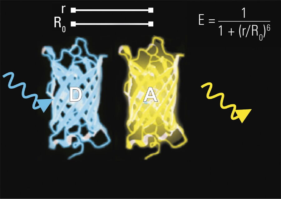 Abbildung 4: Stehen die Moleküle in engem Kontakt, wird die Energie des anregenden Photons (blauer Pfeil) strahlungsfrei auf den Akzeptor übertragen. Dieser sendet seinerseits ein Photon aus (gelber Pfeil). Die Effizienz (E) dieses Prozesses hängt stark vom Abstand ab.