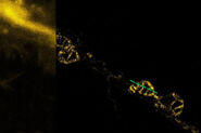 STED imaging of mitochondria revealed cristae dynamics during fusion. A comparison of confocal (left) and STED (right) imaging.