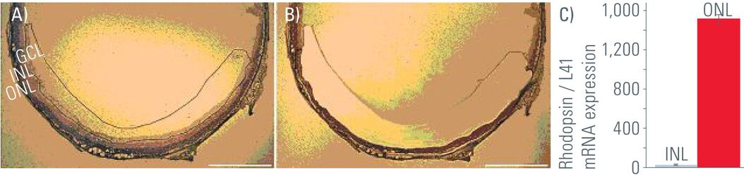 Laser capture microdissection of adult mouse retinal layers. Messina-Figure-1_05.jpg