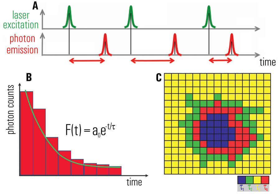 Abb. 1: A) Schema der wiederholten Messung der Ankunftszeit der Fluoreszenzphotonen, die zwischen der Laseranregung und der Detektion der Photonenemission verstreicht. B) Berechnung eines Histogramms der Photonenzahl gegenüber der Ankunftszeit nach dem Laserpuls. Zuordnung einer exponentiellen Abklingkurve zum Histogramm, wobei die Amplitude die Gesamtzahl der Photonen widerspiegelt und die Zeitkonstante τ die Fluoreszenzlebensdauer ist. C) Einfaches Beispiel eines Fluoreszenzlebensdauerbildes, das zeigt, wie mit Hilfe einer Nachschlagetabelle mit beliebigen Farben für die verschiedenen Lebensdauern (τ1, τ2, usw.) diese dargestellt werden.