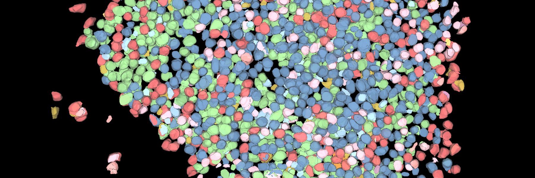 Large volume computational clearing processed Thunder image of human pancreatic islet organoid. 