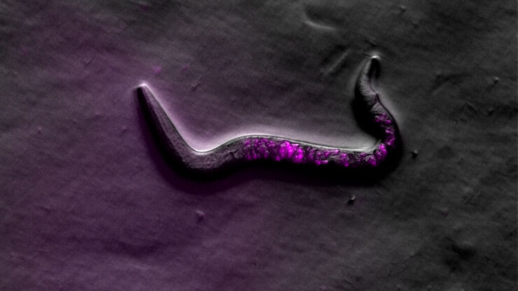 C. elegans. Rottermann contrast and fluorescence (mCherry). Image captured with a Leica M205 FA motorized fluorescence high performance stereo microscope. 
