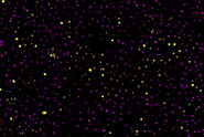 Two-color caspase assay with tile scan. U2OS cells were treated with the nuclear marker DRAQ5 (magenta) and CellEvent™ (yellow).