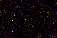 Two-color caspase assay with tile scan. U2OS cells were treated with the nuclear marker DRAQ5 (magenta) and CellEvent™ (yellow).