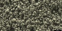 Image of a battery-electrode surface recorded with darkfield illumination using a Leica compound microscope.