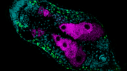This confocal image shows one scan layer of the acoel worm Isodiametra pulchra. The following parts are stained: cyan: nuclei, green: stem cells, magenta: expression of the genes T-Brain/Eomes (gonads und oocytes). Left: anterior. The worm is about 1 mm of size. Photo: Aina Børve, Sars 