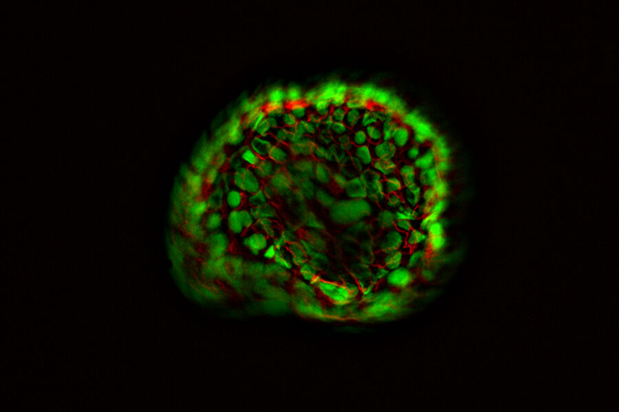 Organoid - THUNDER Imager Model Organism