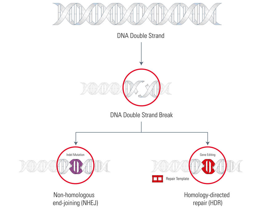 Endogenous DNA repair machinery. DNA Double Strand Breaks can be repaired by two different mechanisms.