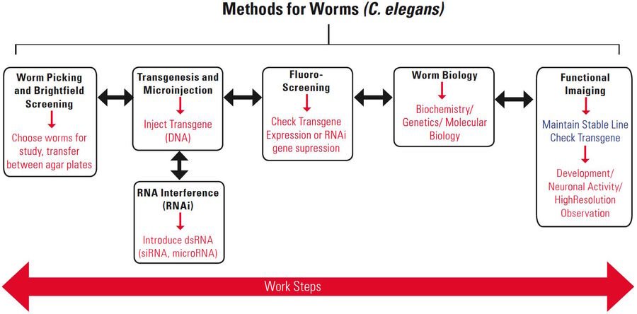 Work steps typically done in worm laboratories. See the text below for more details.