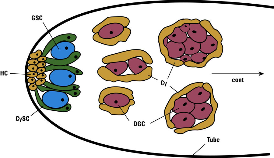 Stem cell niche in drosophila testis.