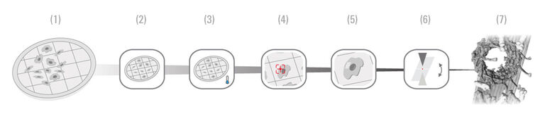 (1) Grade EM sem micropadronização | (2) Controle de adesão celular com PRIMO | (3) Vitrificação | (4) Seleção | (5) Fragmentação | (6) Tomografia criogênica em 3D | (7) Proteína em contexto celular