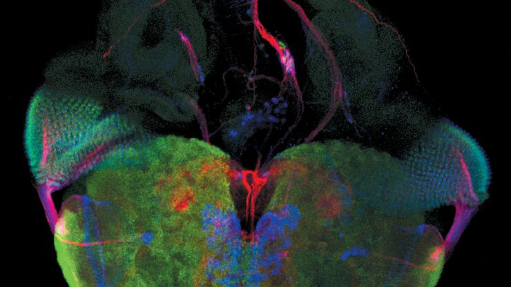 Fluorescence microscope image of a life-science specimen