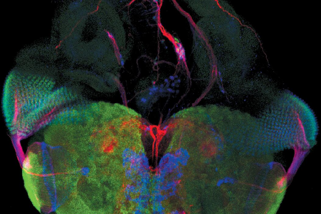 Fluorescence microscope image of a life-science specimen fluorescence-introduction.jpg