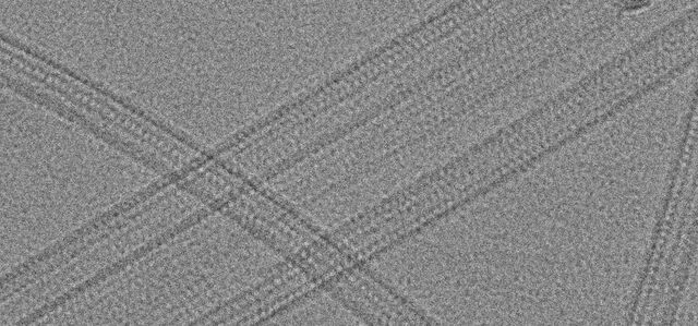 Microtubules acquired at 39000x Microtubules acquired at 39000x