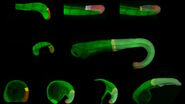 Developing embryos of different species at different stages during the elongation of their posterior body axis, from left to right in developmental time. The labelled regions in red depict a region of undifferentiated cells called the tailbud, with the corresponding region generated from that tissue shaded in grey. Upper row: lamprey; middle row: catshark; bottom row, zebrafish. This figure has been adapted from the following publication: Steventon, B., Duarte, F., Lagadec, R., Mazan, S., Nicolas, J.-F., & Hirsinger, E. (2016). Species tailoured contribution of volumetric growth and tissue convergence to posterior body elongation in vertebrates. Development, 2016. 143(10):1732-41