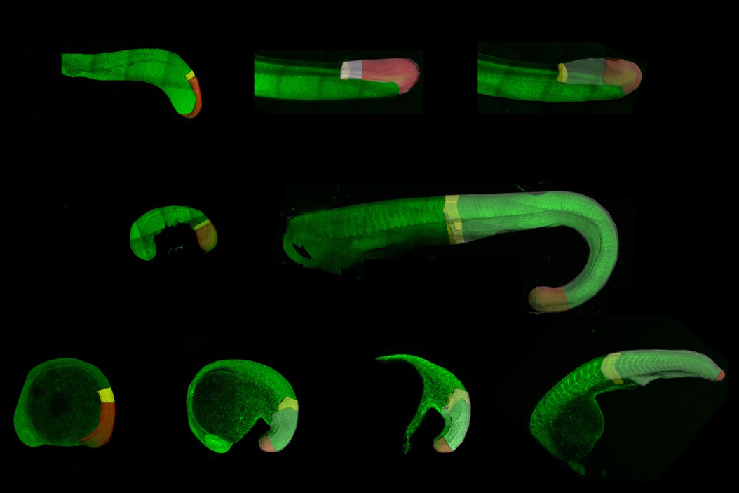 Developing embryos of different species at different stages during the elongation of their posterior body axis, from left to right in developmental time. The labelled regions in red depict a region of undifferentiated cells called the tailbud, with the corresponding region generated from that tissue shaded in grey. Upper row: lamprey; middle row: catshark; bottom row, zebrafish. This figure has been adapted from the following publication: Steventon, B., Duarte, F., Lagadec, R., Mazan, S., Nicolas, J.-F., & Hirsinger, E. (2016). Species tailoured contribution of volumetric growth and tissue convergence to posterior body elongation in vertebrates. Development, 2016. 143(10):1732-41 Developing_embryos_during_elongation_of_posterior_body_axis_teaser.jpg