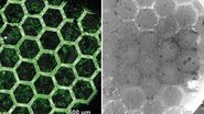 Waffle method lamella preparation and cryo-ET results - Representative workflow and results of lamella preparation from a vitrified C. elegans L1 larva using the waffle method. Image courtesy: Prof. Dr. Jürgen M. Plitzko - doi.org/10.1038/s41592-023-02113-5-