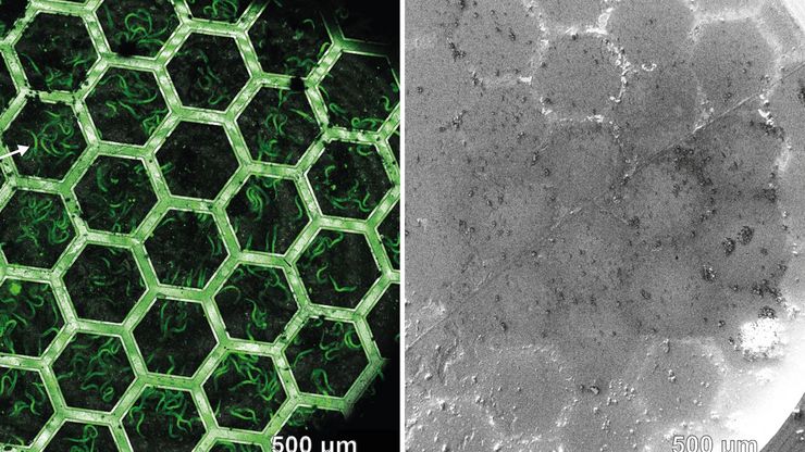 Waffle method lamella preparation and cryo-ET results - Representative workflow and results of lamella preparation from a vitrified C. elegans L1 larva using the waffle method. Image courtesy: Prof. Dr. Jürgen M. Plitzko - doi.org/10.1038/s41592-023-02113-5-