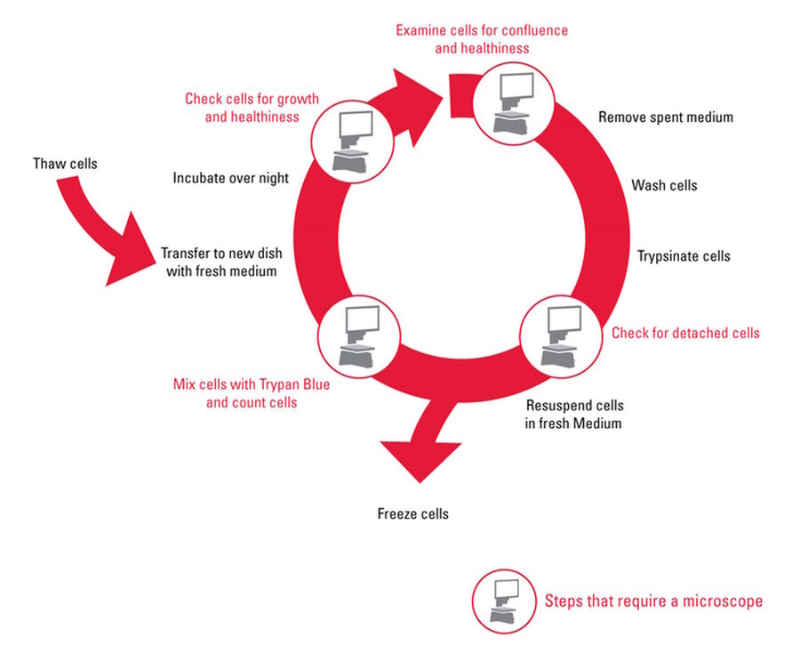 Subculture workflow where red indicates steps which need a check with the microscope.