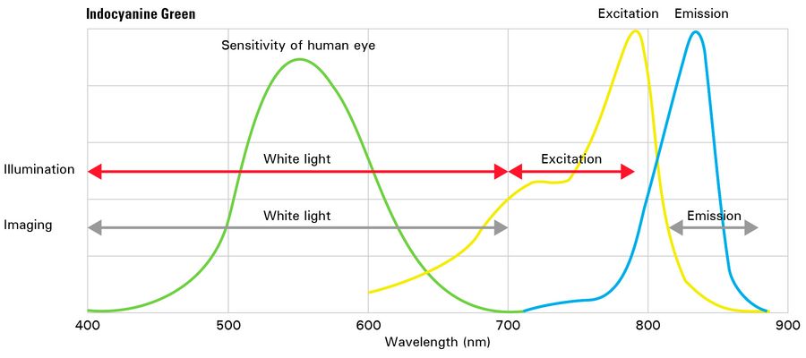 GLOW800 spectra: the green curve indicates visible light (400-700 nm).