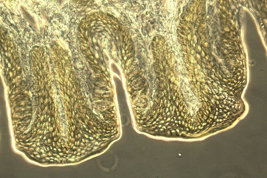 Section taste buds rabbit, phase contrast microscope
