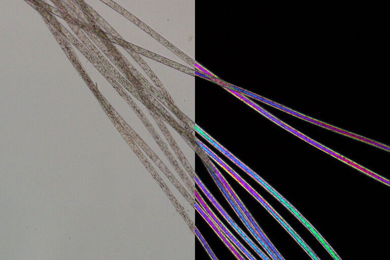 Left: Nylon fibers imaged with parallel polarizers. Right: Same nylon fibers imaged with crossed polarizers show typical higher order birefringence colors. Images recorded with a DM4 P microscope using transmitted light, 20x Plan Fluotar objective, and polarizers.