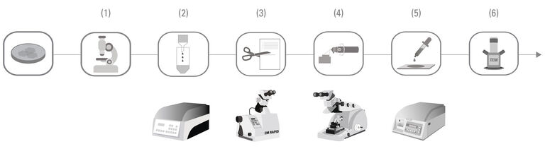 [Translate to french:] LM imaging | Automated tissue processing (EM TP) | Trimming (EM RAPID) | Serial sectioning (EM UC7) | Staining (EM AC20) | Image analysis in the TEM