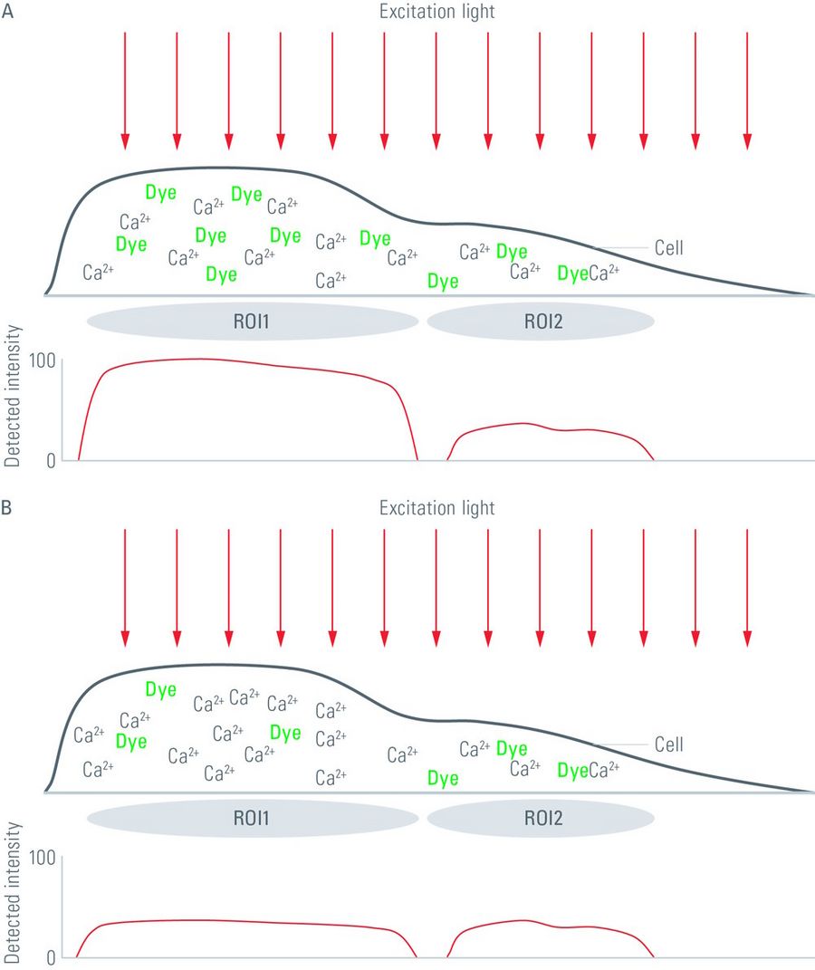 The diagrams illustrate misinterpretations that might occur if the calcium concentration within a cell is judged by the intensity of the emitted light of a non-ratiometric calcium-sensitive fluorophore. The graphs below each diagram represent the light intensity in regions of interest (ROIs) within a cell. In the upper diagram (A), the cell has different thicknesses (d in equation 1) in different compartments like cellular protrusions which are often fine structures (e.g., dendrites and axons of neurons). As all fluorophores within the light path are excited by the excitation light and their emitted light is collected, thicker parts of a cell appear much brighter than thin parts. This result can lead to the assumption that the calcium concentration in the thicker parts of the cell is higher than in comparably thinner parts, although the actual calcium concentration is the same. In the lower diagram (B), a different situation is illustrated. In some cell types, the fluorophore take up might differ between cellular compartments. For the situation in diagram B , the calcium concentration (c in equation 1) in the thicker parts of the cell is higher, but the fluorophore concentration in this area is lower. As the detected fluorescence intensity of the calcium-sensitive dye not only depends on the calcium concentration in the cell, but also on the fluorophore concentration, one might get the impression that the calcium concentration in the whole cell is the same.