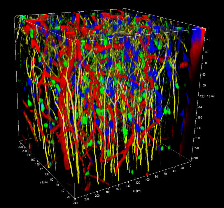神経細胞（GFP、緑）とミクログリア（YFP、黄）に遺伝子タグを付け、アストロサイトをスルフォダミンで標識し（青）、尾静脈にAlexa680-Dextranを注入して血管を染色した（赤）生きたマウスの大脳皮質。 観察サイズ約250 x 250 x 250 µm。 サンプル提供： LMF （ドイツ、DZNE Bonn ）。
