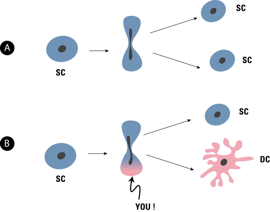 Cell division modes of stem cells.