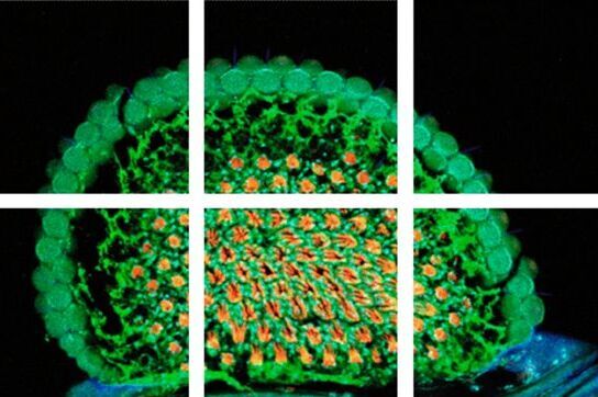 Scheme of a 2D mosaic scan. Drosophila melanogaster (eye section) Mosaic_Intro_04.jpg
