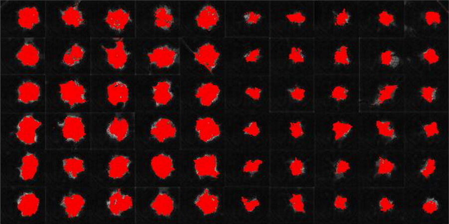 Auswertung der 60 Wells im Zeitverlauf: Rot zeigt den gefundenen Bereich durch den ausgebildeten Pixelklassifikator zu einem Zeitpunkt nach 60 Stunden Bildaufnahme an.