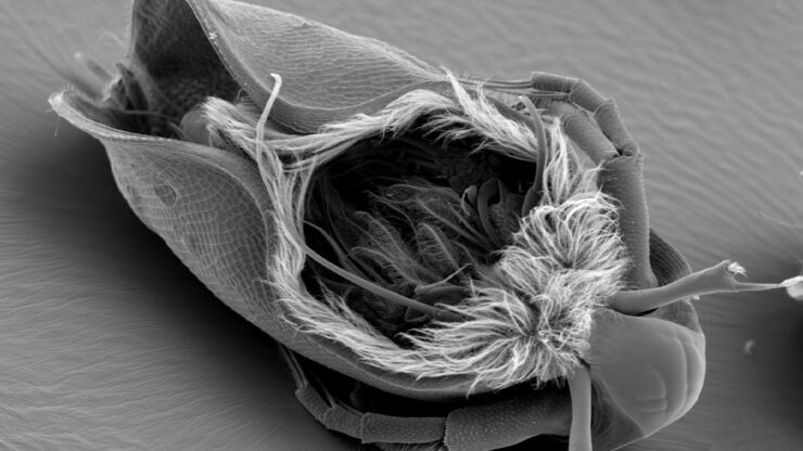 Water Flea Daphnia imaged by Electron Microscopy. Courtesy of Mag. Dr. Gruber, University of Vienna, Austria. Water Flea Daphnia imaged by Electron Microscopy. Courtesy of Mag. Dr. Gruber, University of Vienna, Austria