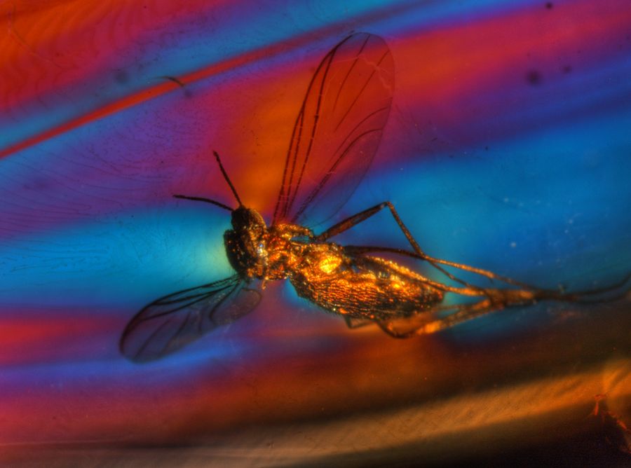 Fig. 3: Polarization microscope image of a fly which is embedded in Baltic amber. Although amber is an amorphous substance and, in theory, optically isotropic, the flow structures of the resin due to internal strain, as well as the strain caused by any inclusions like this fly, can be visualized with polarized light. The use of polarized light and the first-order red compensator lead to images with intensive colors of a normally golden amber. Image taken with a combination of darkfield and incident light (using a glass fiber), crossed polarizers, red-1 compensator, and HDRI tone mapping. Courtesy of Michael Hügi, Swiss Gemmological Society, Bern, Switzerland.