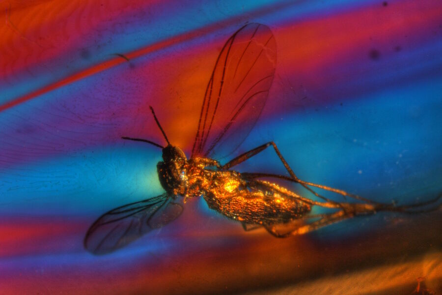 Inclusion of a fly in Baltic amber. 