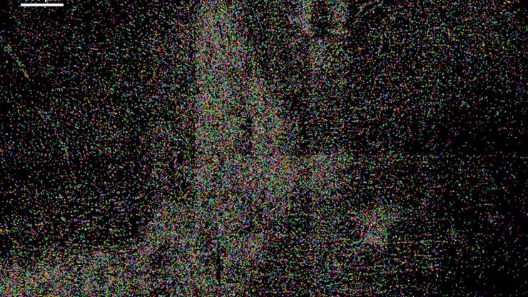 Segmentation of target cell type  with AIVIA AI Image Analysis Software