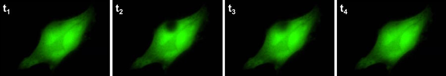 FRAP experiments can give insights into molecular dynamics. A defined area of fluorescent molecules can be irreversibly photobleached with a laser. Subsequent repopulation reveals details about the molecules’ diffusion and transport properties.