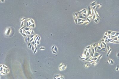 Cells should be attached to the bottom of the dish and starting to grow and divide