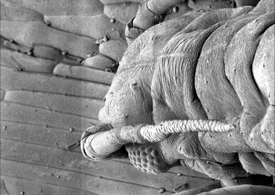 Plant-louse on a wheat leave