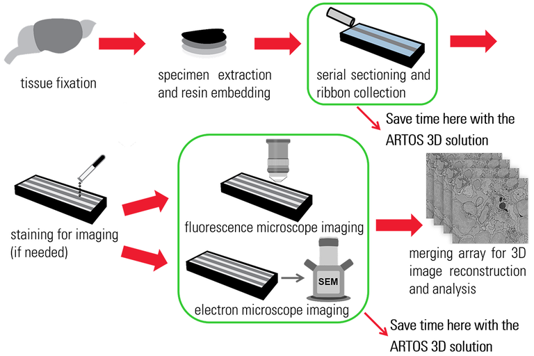 Typical Workflow for Array Tomography