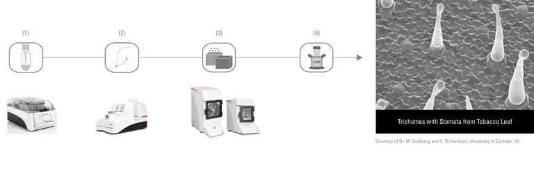 (1) Processamento automatizado de tecidos (EM TP) | (2) Secagem de ponto crítico automatizada (EM CPD300) | (3) Revestimento de carbono e/ou por pulverização catódica (EM ACE200/EM ACE600) | (4) Análise de imagens no SEM